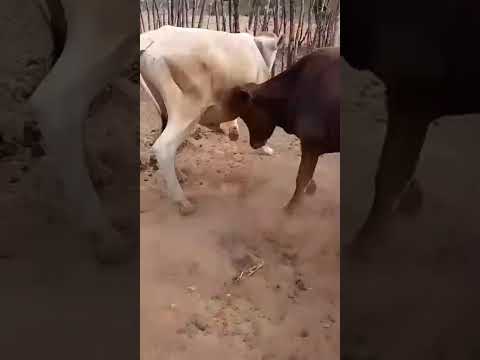 Dois Tourinhos Pardo Suíço: 3.500 reais cada em São Bento/ Paraíba. Whatsapp 84 99810 2784* #gado