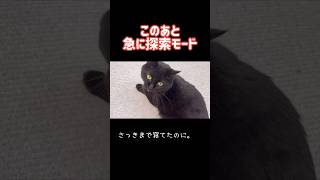 さっきまで寝てたのに🐈‍⬛ #猫 #黒猫 ##猫動画
