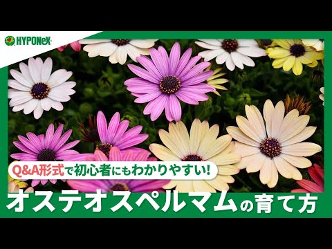 エテオストマについて詳しく解説