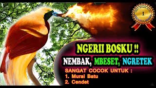 Download lagu MASTERAN BURUNG CENDRAWASIH GACOR PALING DICARI mp3 Download lagu MASTERAN BURUNG CENDRAWASIH GACOR PALING DICARI mp3