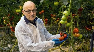 Verminder de kans op neusrot in tomaten