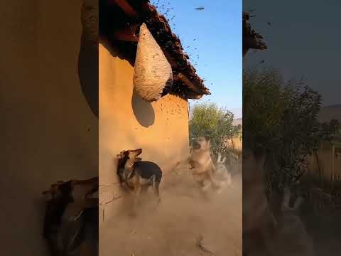 Funny video, try not to laugh