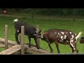 Dierenpark de Scharrelberg in Biddinghuizen viert 40-jarig bestaan
