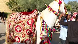 Horse Arrived At Sidharth Malhotra Wedding