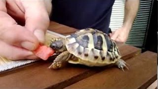 Bebis Sköldpadda Äter Vattenmelon
