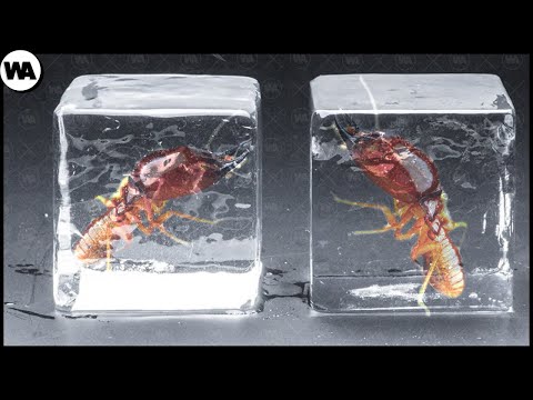 Ne Sauvez Jamais un Animal Gelé Dans la Glace
