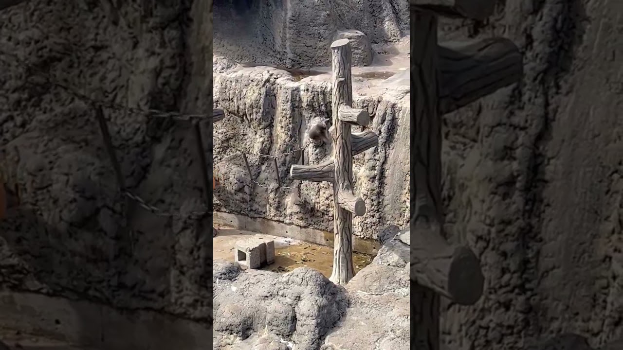 ママを卒業したパンチくん 市川市動植物園 #がんばれパンチ