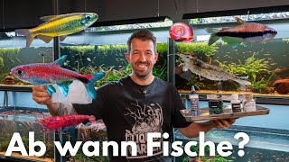 Darauf solltest du beim Aquarium-Besatz wirklich achten!