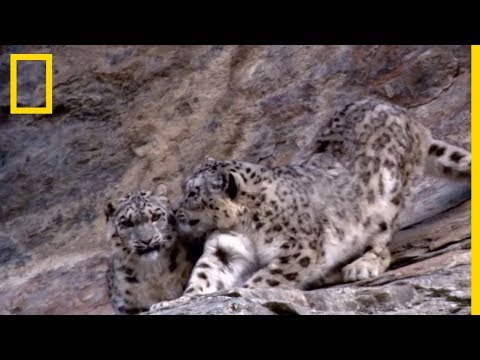 La très rare panthère des neiges est à la limite de l'extinction