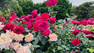 Roses brighten the day //Park filled with lovely Roses. (名古屋市--庄内緑地公園)