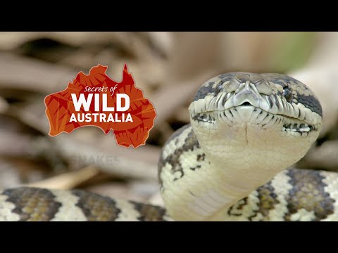 Тайны дикой природы Австралии Змеи