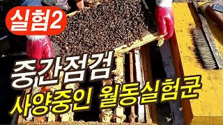 실험2) 사양액으로 월동벌 키우기 실험군 중간 점검, 봄벌깨우기