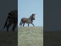 Zippy Zebra munches grass #wildlife #naturephotography #zebra #latestsightings