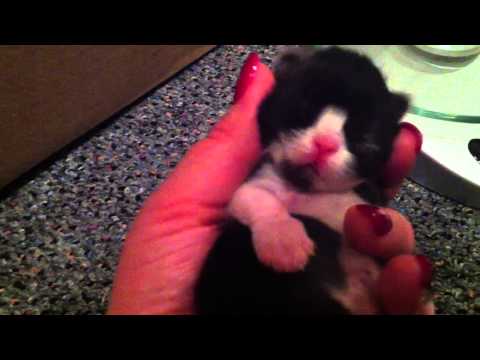 Introducing Persian Kitties