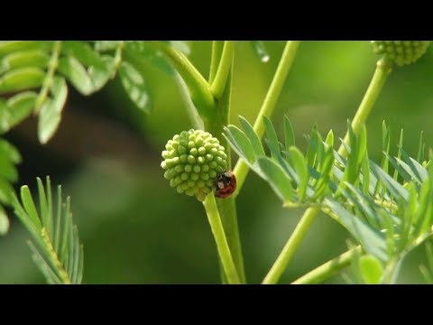 Inspiração para 2019: projetos sustentáveis ajudam a proteger meio ambiente