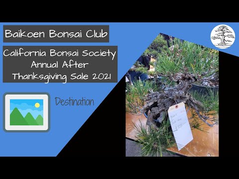 CBS Thanksgiving Sale 2021 - Bonsai Destination- Safer @ Home Series - Baikoen Bonsai Club
