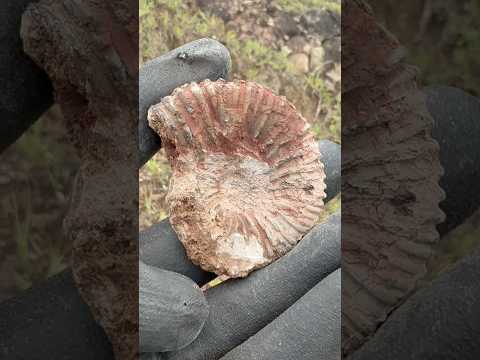 Huella de un océano antiguo en Santander