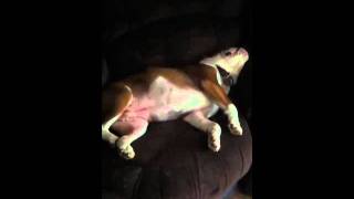 Gossamer Bulldog running in his sleep.