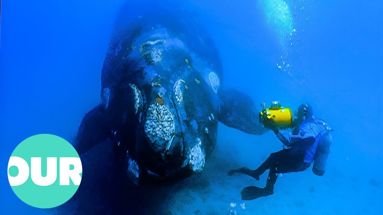 The Incredible Art of Underwater Cinematography