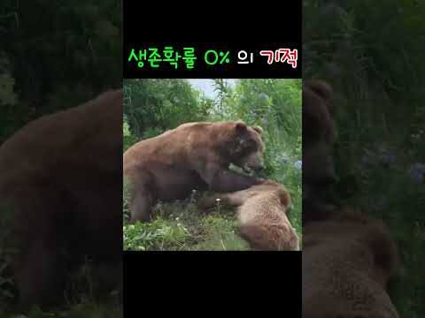 생존확률 0%에서 일어난 기적 #곰 #모성애 #야생동물