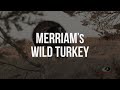 Merriam's Wild Turkey Gobbles | A Mossy Oak Compilation - Mossy Oak Merriam's Wild Turkey Gobbles | A Mossy Oak Compilation