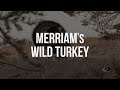 Merriam's Wild Turkey Gobbles | A Mossy Oak Compilation