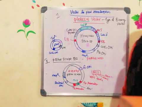 pGreen vector and pBlue script IIKS vector