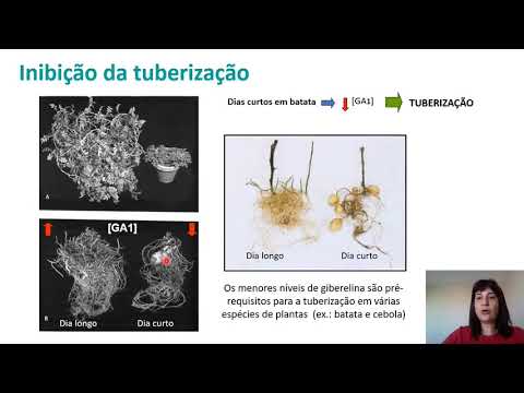 Fisiologia Vegetal - Hormônios Vegetais - Giberelinas