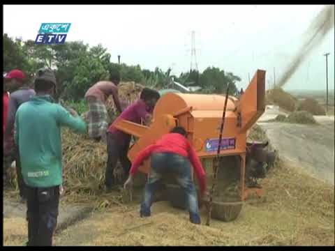 করোনা পরিস্থিতিতে ধান কাটতে কৃষকের পাশে দাঁড়িয়েছেন শ্রমিক, যুবক, তরুণ আর রাজনীতিবিদরা | ETV News