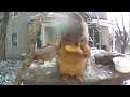 Watch this squirrel enjoy a long nut