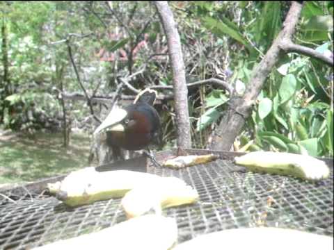Chestnut-headed oropendola