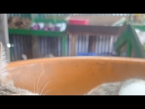 Madhushree vegetable shop🌹karthika is going live!