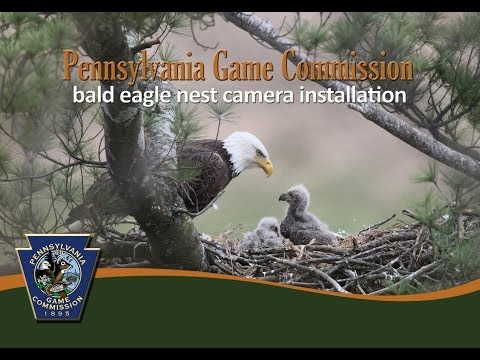 Hays Bald Eagle Nest camera installation