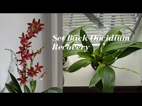 Stressed Set Back Oncidium Orchid Bounces Back Quickly | Steps for Full Recovery - Transplant Shock