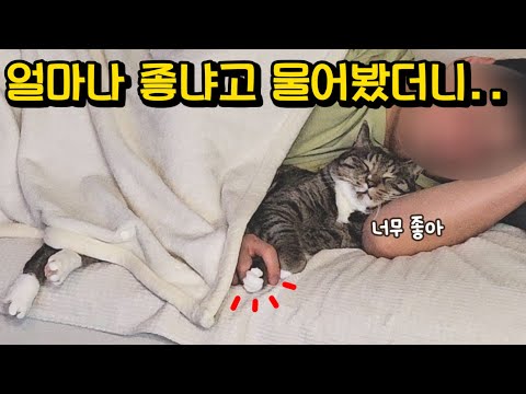 의사표현을 이렇게까지? 좋냐는 물음에 고양이가 보인 놀라운 행동 : 온몸으로 표현하는 사랑