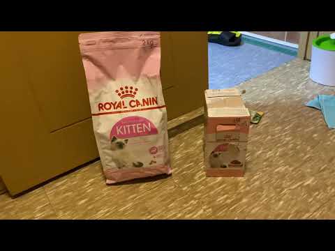 Royal Canin Kitten Wet & Dry Food Review