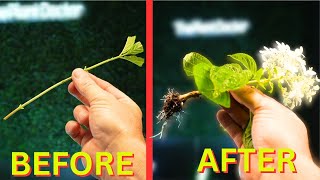 Free Plants! | The EASIEST Way to Propagate Plants