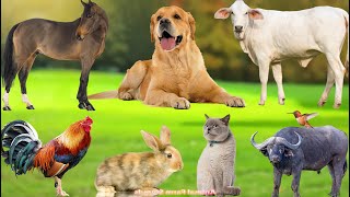 Farm Animal Food: Buffalo, Dog, Sheep, Rabbit, Cat, Chicken, Duck, Pig, Goat - Animal Video