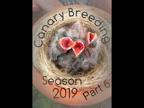 Canary Breeding Season 2019 ( Part 6)