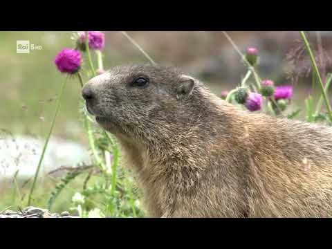 Wild Italy - Le Alpi [Documentario]