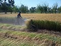 4K 140 Rice Wheat Sesame Bean Cutting Machine