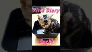 Titia Diary12「仔猫成長日記」【day41to44】 #アメリカンショートヘアー #シルバータビー #shorts