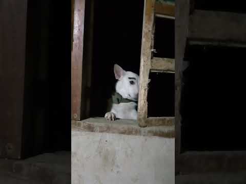 nasira mo nayan dogsss #happyanimals #animals #happypets