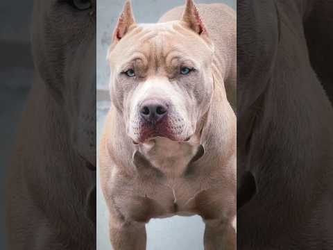 📛Pitbulls Yepdi Valakanum..?📛 -Shathanpriyan #shorts #shathanpriyan