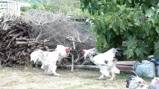 brahma roosters - hens in the yard.-BRAHMA CHICKEN -AGROKOTA.GR /  panaconic dmc TZ10