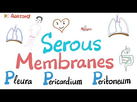 Serous Membranes (Mesothelium) - 3P’s - Pleura, Pericardium, Peritoneum - Transcellular fluid