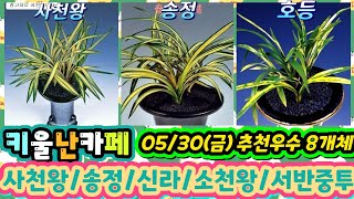 05/30(금) 추천우수 8개체 [1.사천왕 2.송정 3.신라 4.소천왕 5.서반중투 6.금란부 7.호등 8.백령]