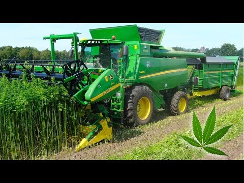 Hemp Harvest | HempFlax | John Deere T660i Double Cut Combine | For CBD oil Video