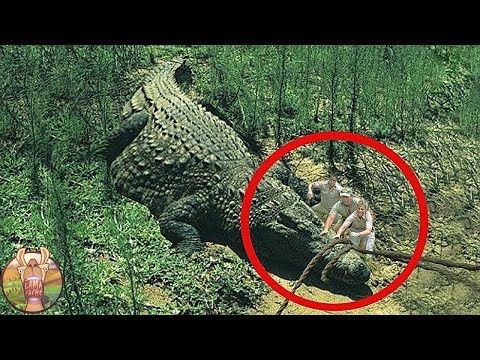 On a trouvé le plus grand crocodile de tous les temps!