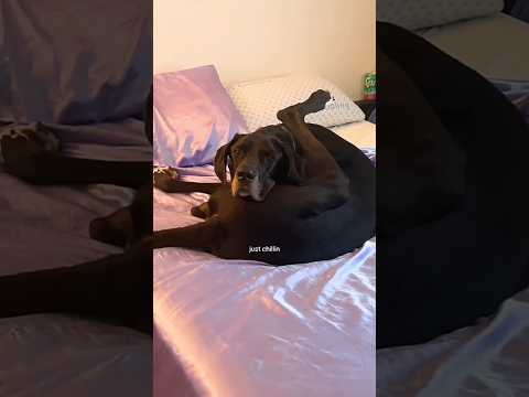 Dogs being idiots part 242: Great Dane Dog 🤣🐕 #funnydog #funnypet #cutedog #dog #pets #shorts